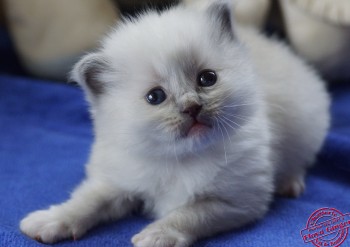 chaton mâle blue point-mitted 1 - 24 jours - Chatterie Ragdolls du Val de Beauvoir